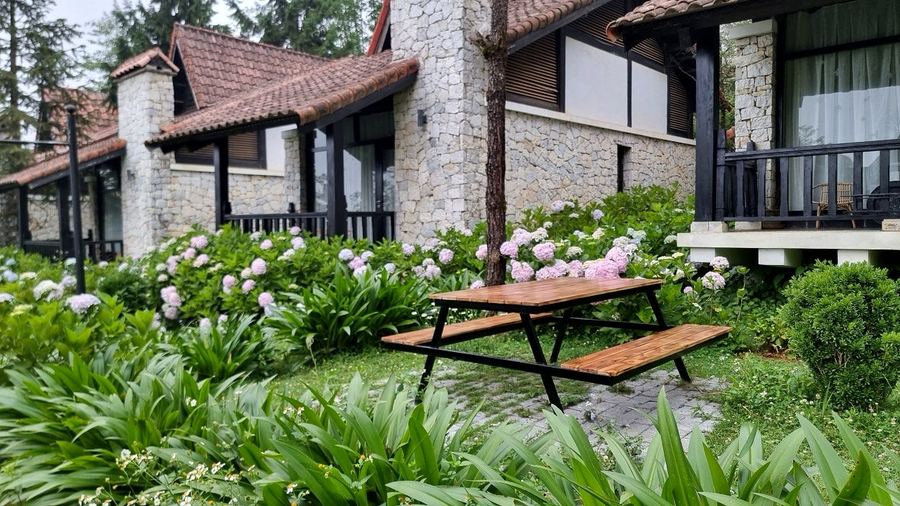 Bữa BBQ picnic ngoài vườn hoa cẩm tú cầu